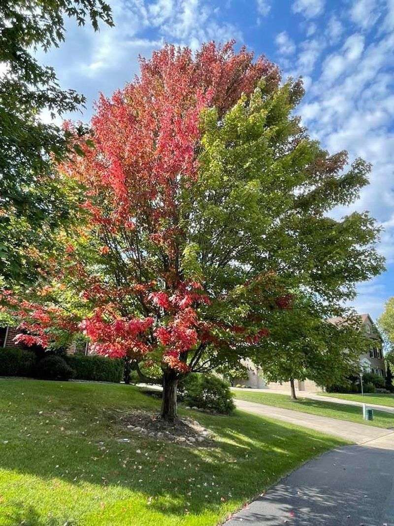 Silver Maple Silver Maple