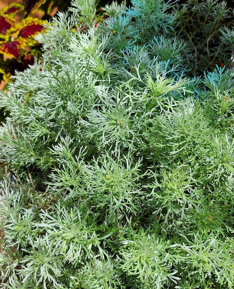 Silver Mound Artemisia Silver Mound Artemisia