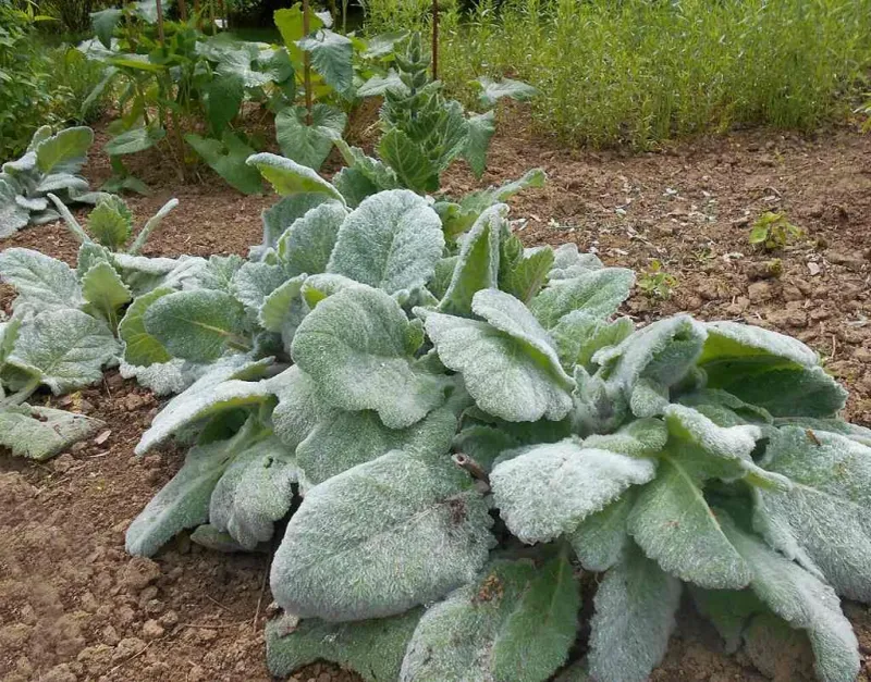 Silver Sage Silver Sage