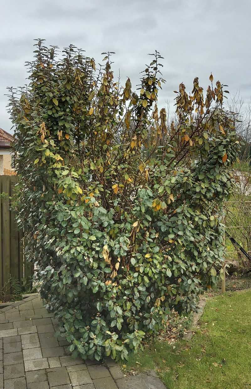 Silverberry Shrugs Off Heat And Drought With Ease