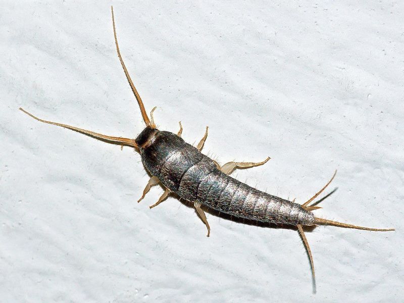 Silverfish Follow The Moisture Indoors