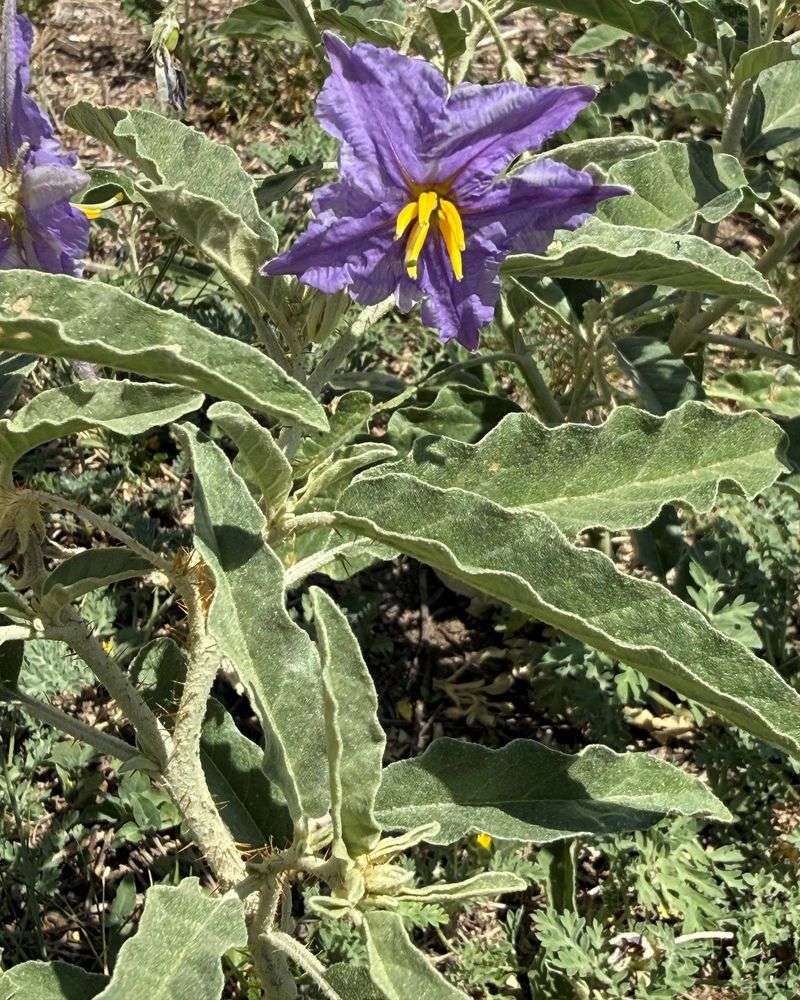 Silverleaf Nightshade
