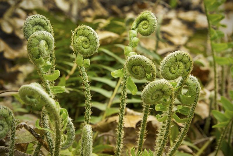 Silvery Fiddleheads Steal The Show In Spring Silvery Fiddleheads Steal The Show In Spring