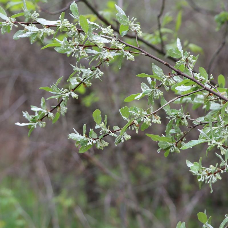 Silvery Leaf Undersides Make Autumn Olive Easier To Identify