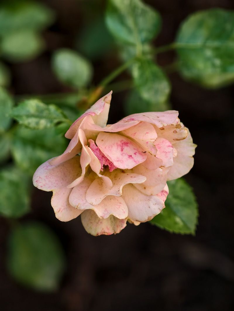 Silvery Streaks And Brown Flecks On Pale Petals Silvery Streaks And Brown Flecks On Pale Petals