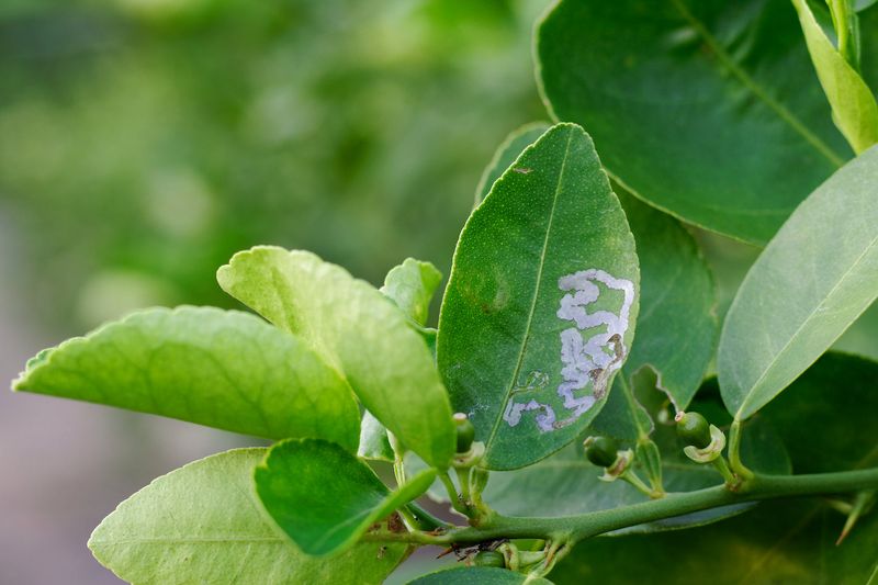 Silvery Trails Reveal Larvae At Work