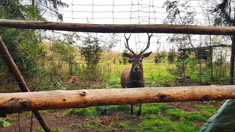 Simple Barriers That Keep Bucks At Bay