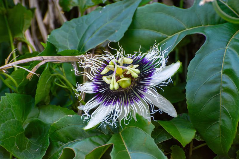 Simple Care For A Chewed Up Passionflower Vine Simple Care For A Chewed Up Passionflower Vine