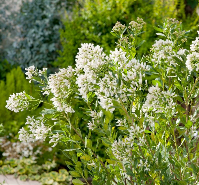Simple Care For Shrubs In Your Own Yard