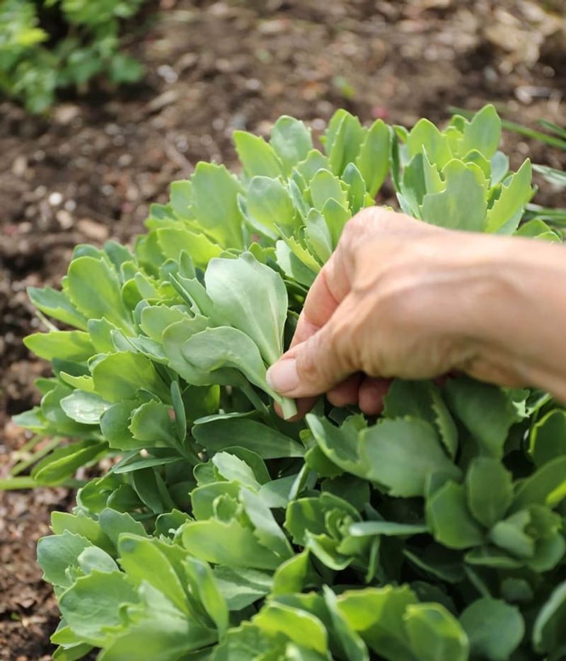 Simple Care Tips To Keep Oregon Sedum Looking Sharp Simple Care Tips To Keep Oregon Sedum Looking Sharp