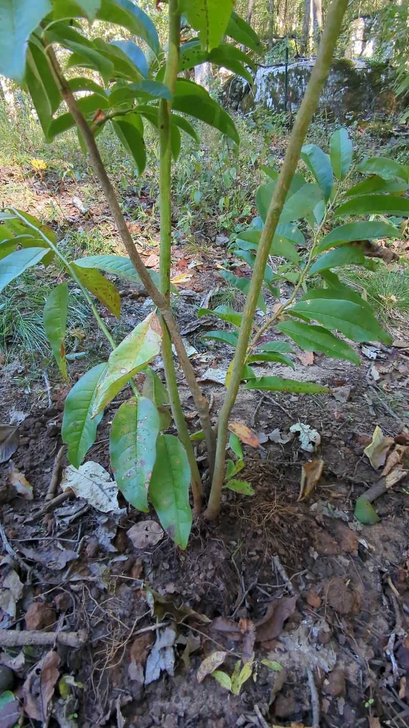 Simple Fixes For A Struggling Young Tree
