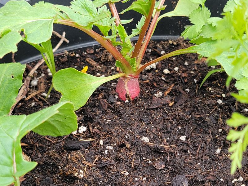 Simple Fixes For Woody Or Split Roots Simple Fixes For Woody Or Split Roots