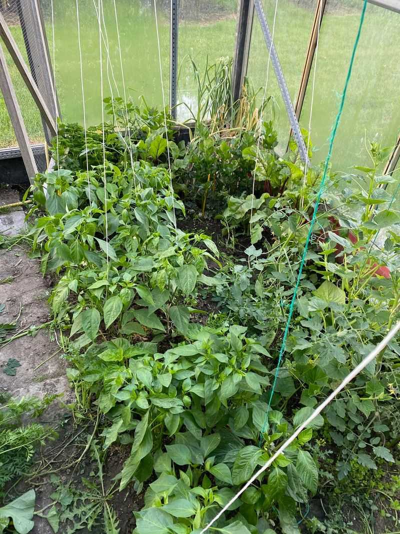 Simple Fixes That Stretch The Harvest Into Fall