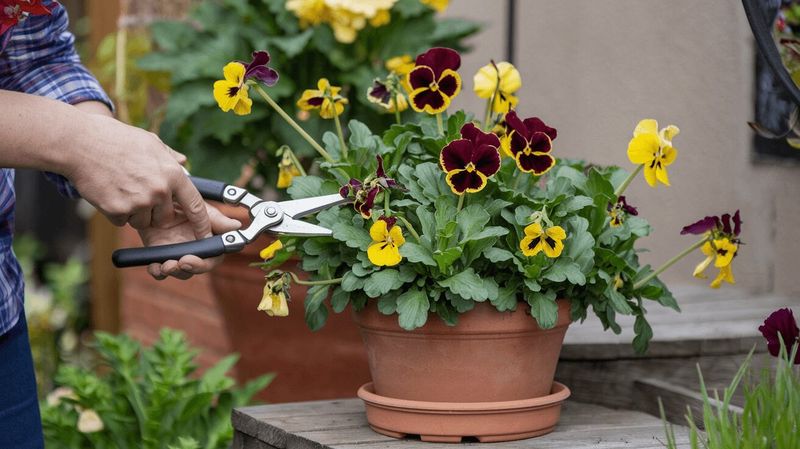 Simple Fixes To Bring Floppy Pansies Back