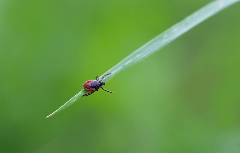 Simple September Habits That Keep Ticks Off You Simple September Habits That Keep Ticks Off You