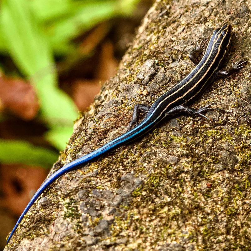 Simple Ways To Make Skinks Feel At Home