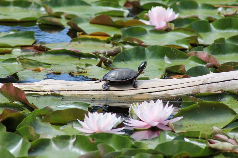 Simple Ways To Make Your Pond Turtle-Friendly Simple Ways To Make Your Pond Turtle-Friendly