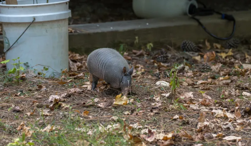 Simple Ways To Make Your Yard Less Tempting