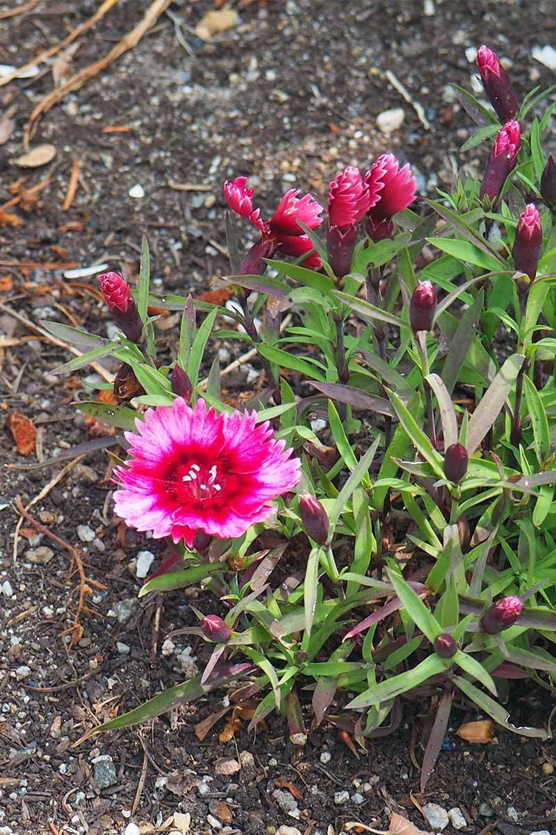 Simple Winter Care Keeps Plants Healthy Simple Winter Care Keeps Plants Healthy