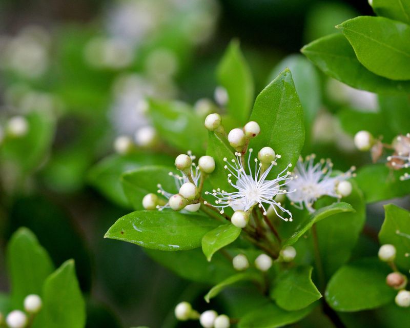 Simpson’s Stopper Supports A Busy Insect Community