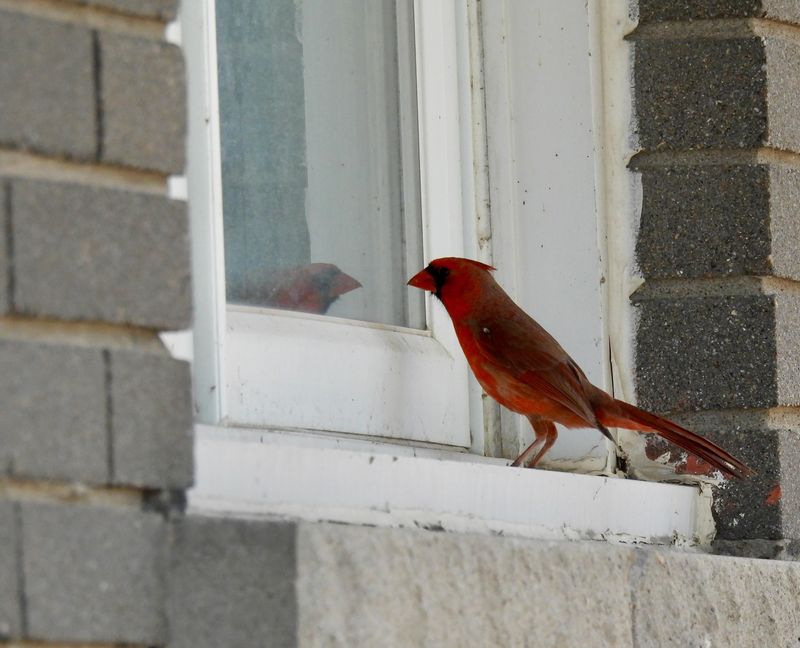 Singing, chasing, or window attacks can signal territory