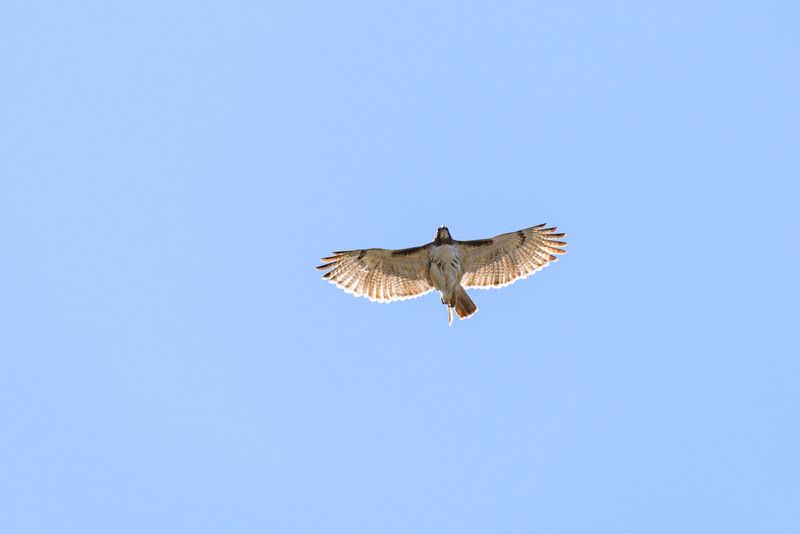 Sixteen Raptor Species In A Single Season Sixteen Raptor Species In A Single Season