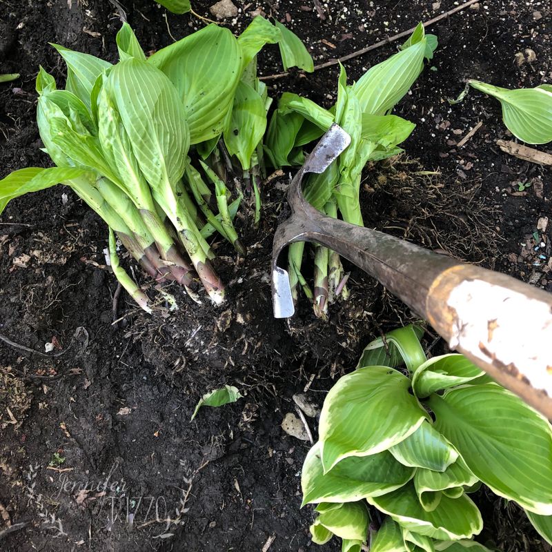 Size Up Your Overgrown Clumps