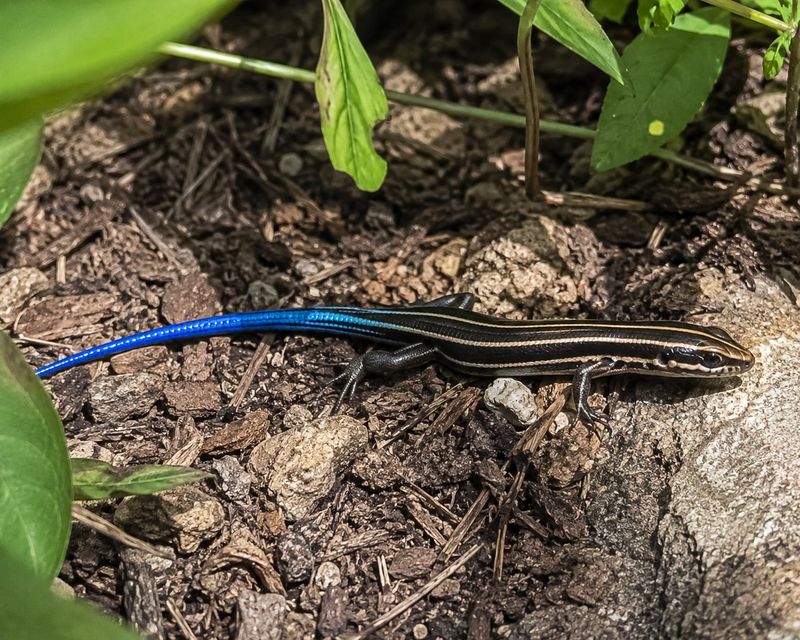 Skinks Eat Garden Insects Skinks Eat Garden Insects