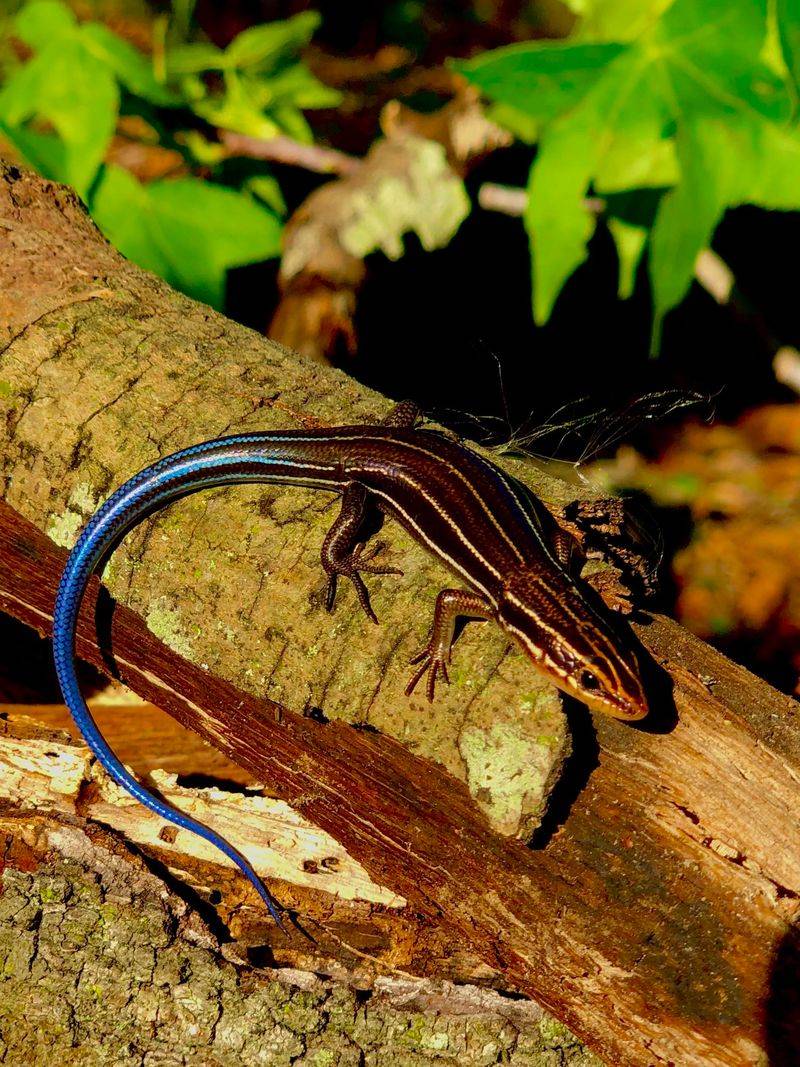 Skinks Hunt Small Garden Pests