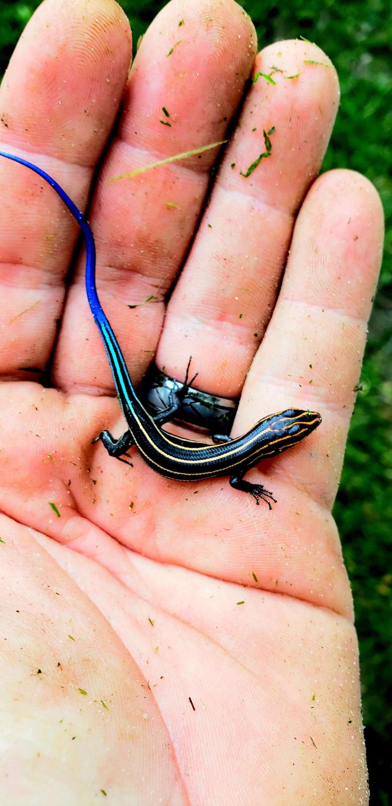 Skinks Make Use Of Yard Spaces That Other Wildlife May Overlook