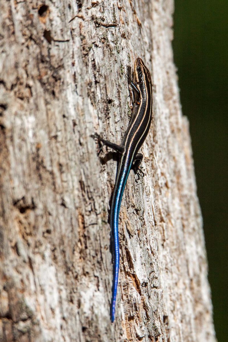 Skinks Provide A Natural Food Source For Larger Wildlife