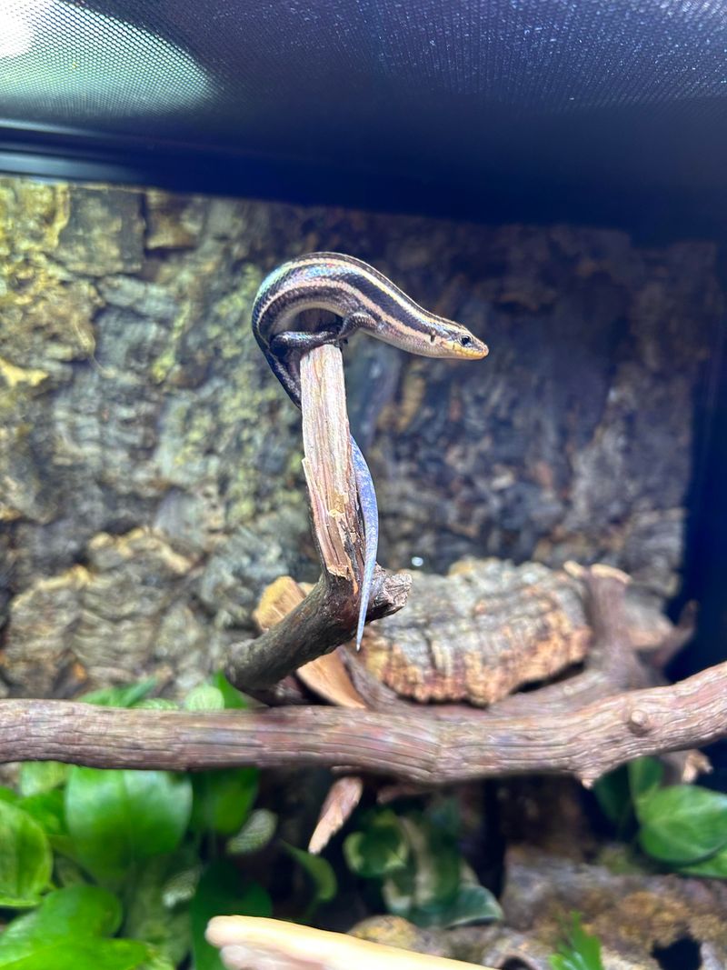 Skinks Support A More Balanced Backyard Food Web