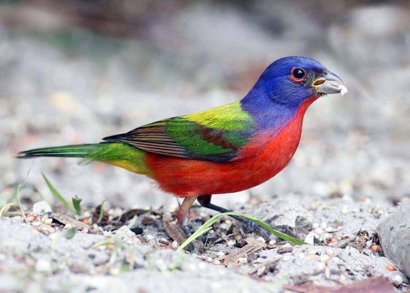 Skip A Full Yard Cleanup Before Migration