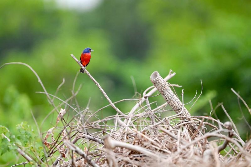 Skip A Full Yard Cleanup Before Migration Skip A Full Yard Cleanup Before Migration