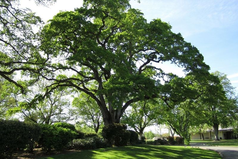 Skip Automatic September Feeding For Established Live Oaks