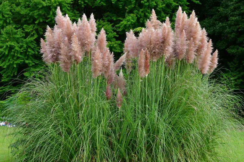 Skip Bamboo And Pampas Grass Before Their Roots Take Over Skip Bamboo And Pampas Grass Before Their Roots Take Over