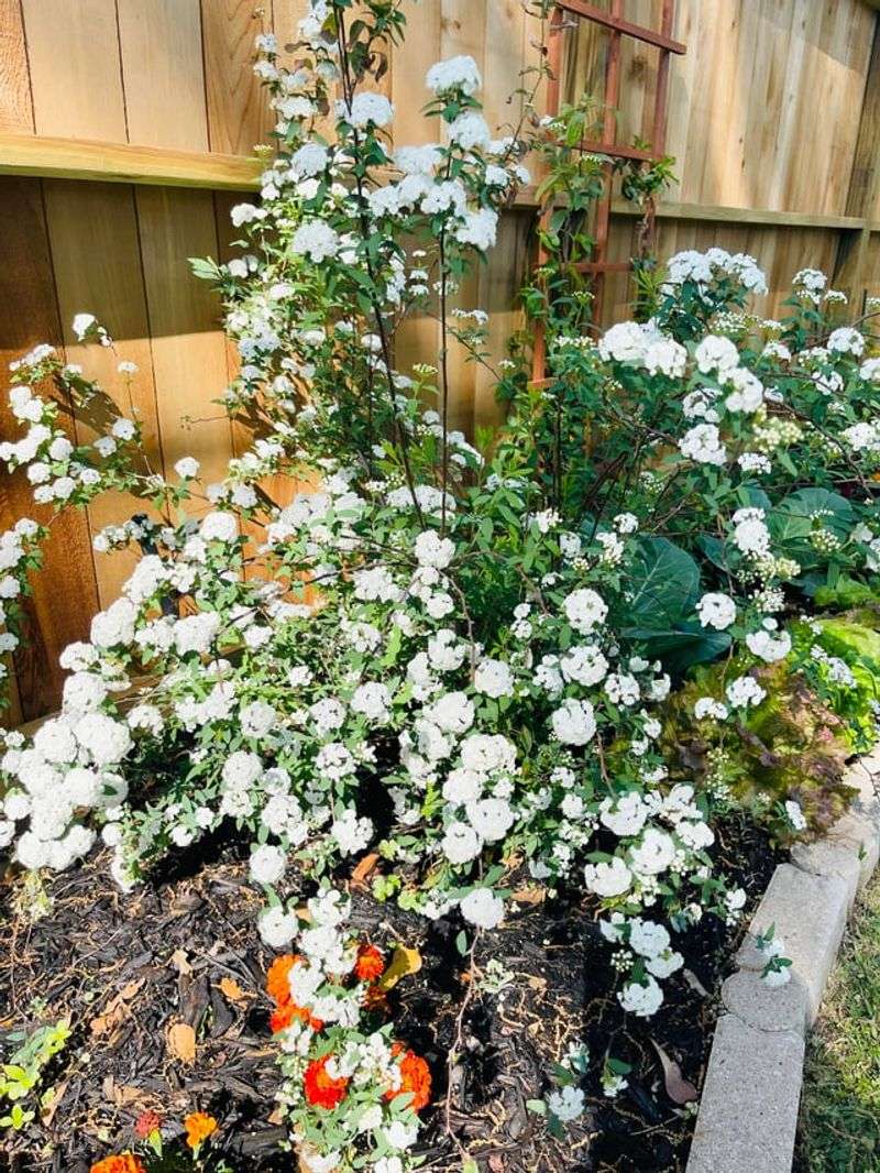 Skip Bridal Wreath Spirea Until Spring Skip Bridal Wreath Spirea Until Spring