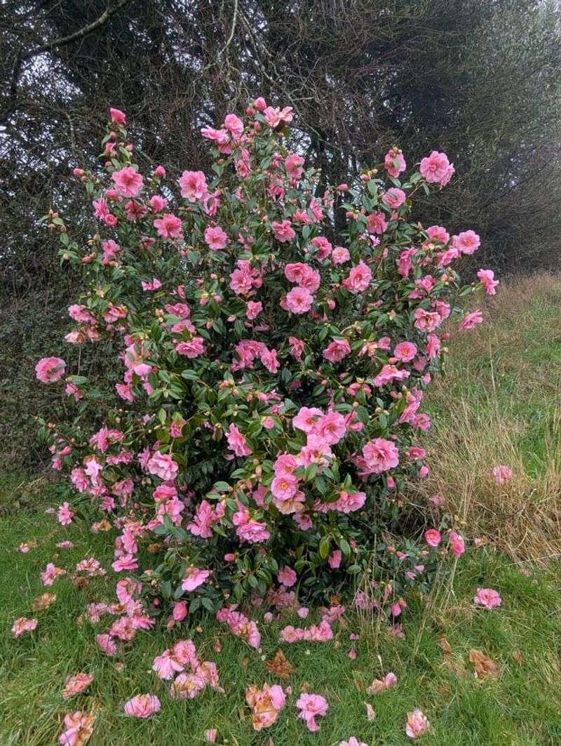 Skip Camellias Until After Flowering Ends
