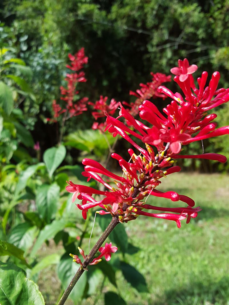 Skip Constant Pruning If You Want More Fall Flowers