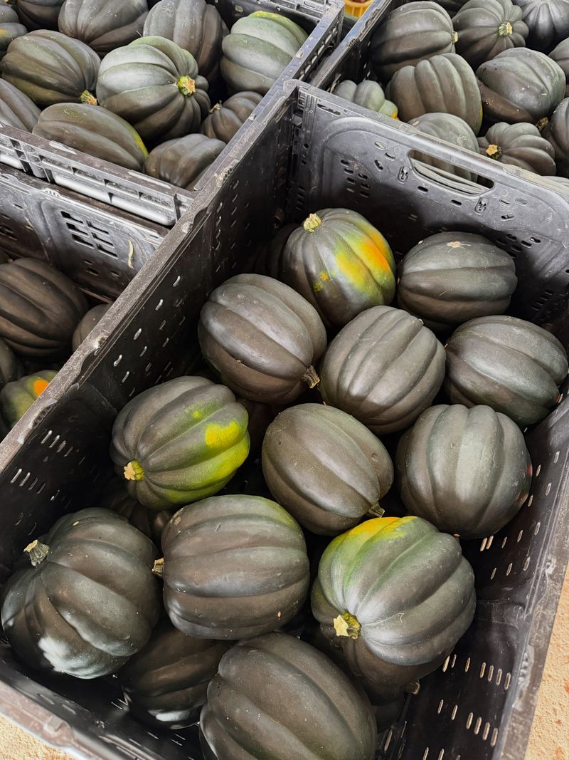 Skip Curing For Acorn Squash Skip Curing For Acorn Squash