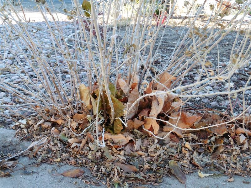 Skip Cutting Back Until Spring