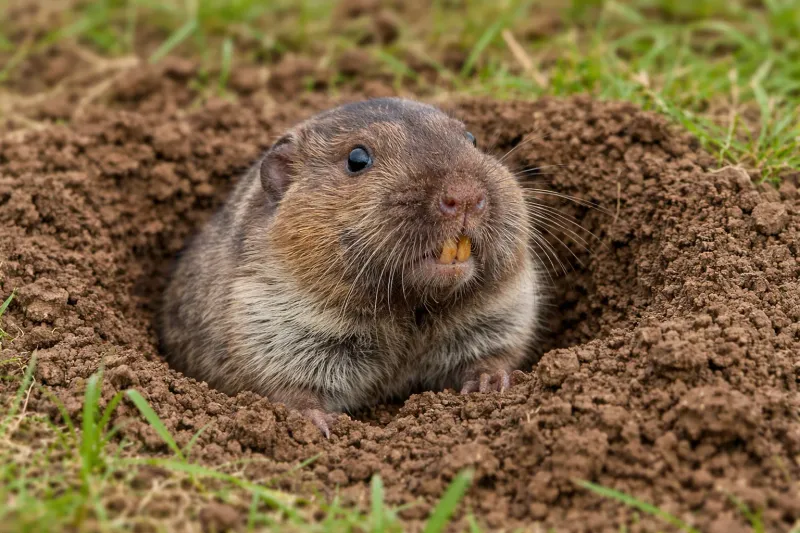 Skip Deep Digging When A Burrow Is Already Active Skip Deep Digging When A Burrow Is Already Active