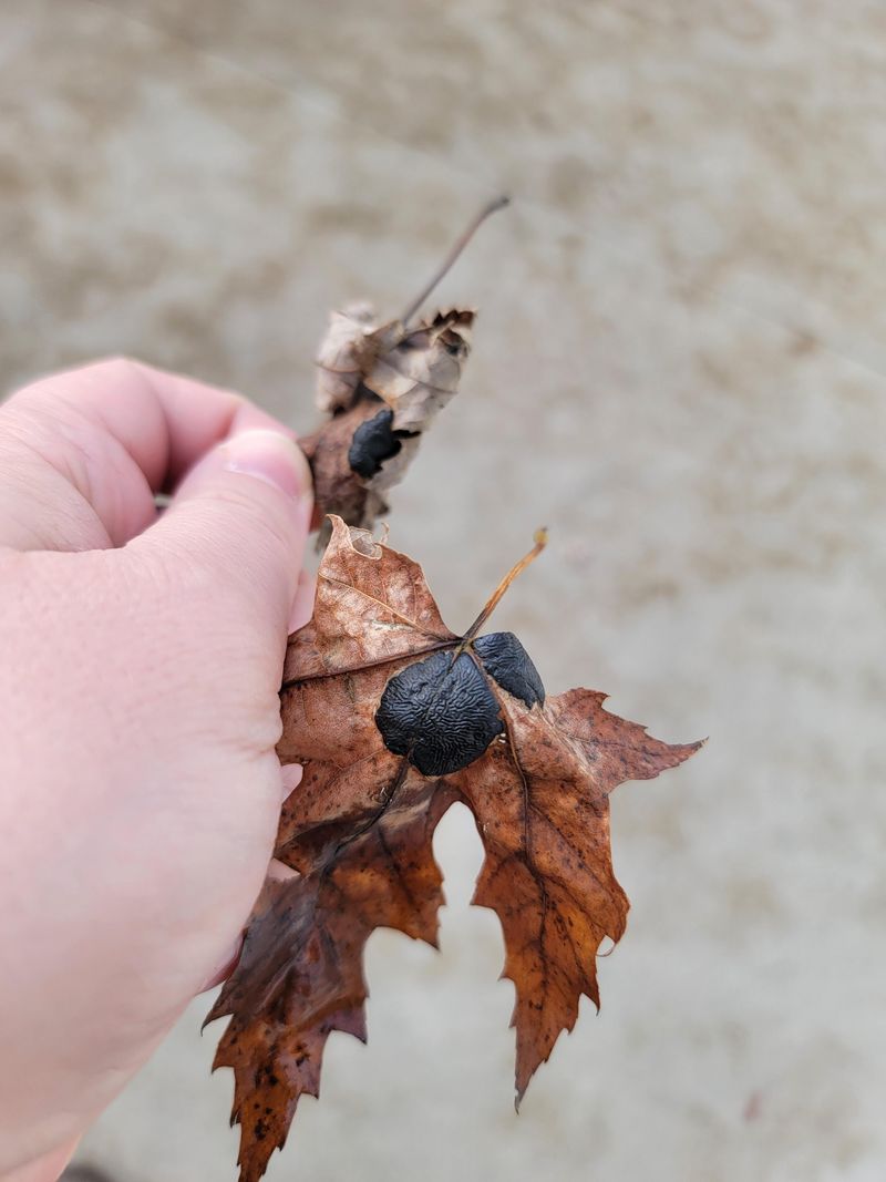 Skip Diseased Plant Leaves