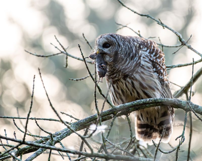 Skip Excess Chemicals That Disrupt Backyard Wildlife Skip Excess Chemicals That Disrupt Backyard Wildlife