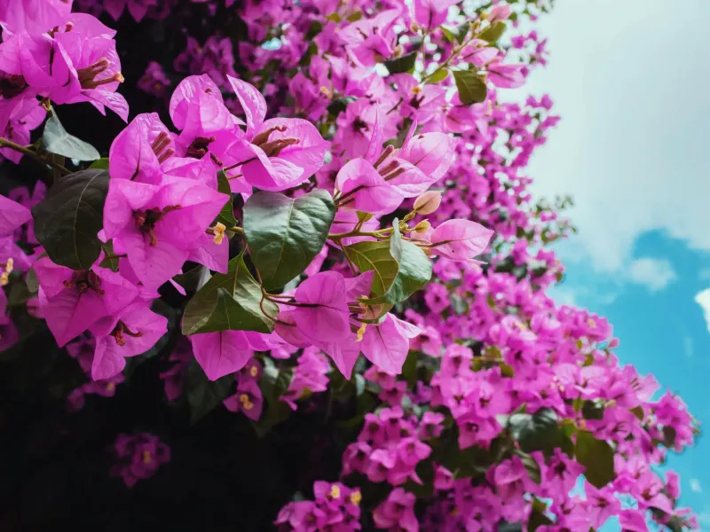 Skip Extra Fertilizer When Blooms Are Already Strong