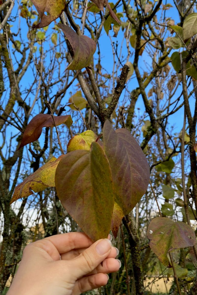 Skip Fall Fertilizer As Your Lilac Enters Dormancy Skip Fall Fertilizer As Your Lilac Enters Dormancy