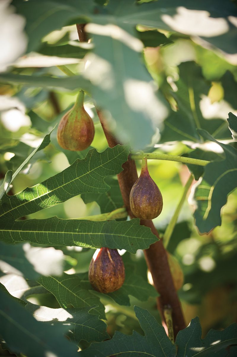 Skip Fall Fertilizing And Heavy Pruning