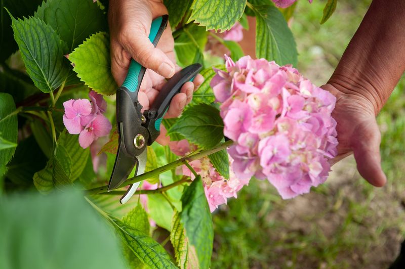 Skip Fall Hydrangea Pruning Mistakes Skip Fall Hydrangea Pruning Mistakes