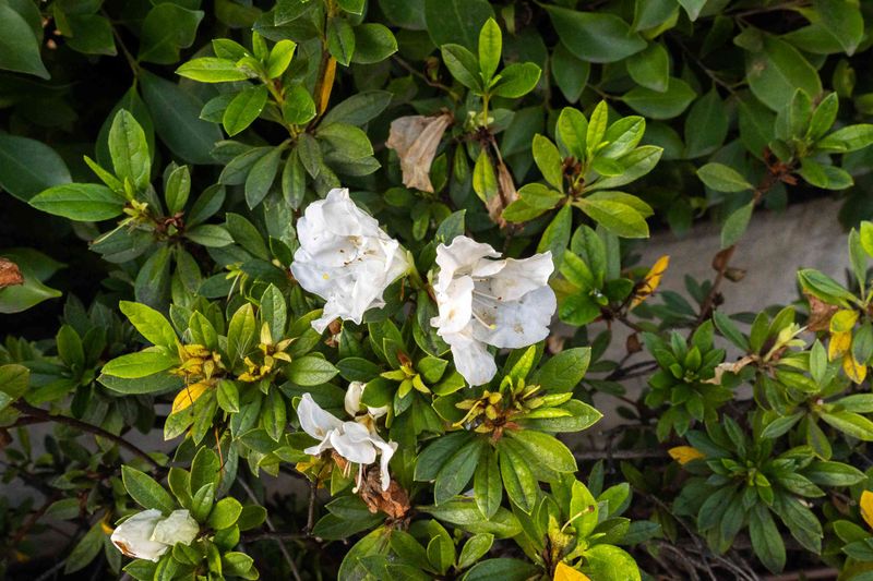 Skip Fall Pruning On Spring-Blooming Azaleas