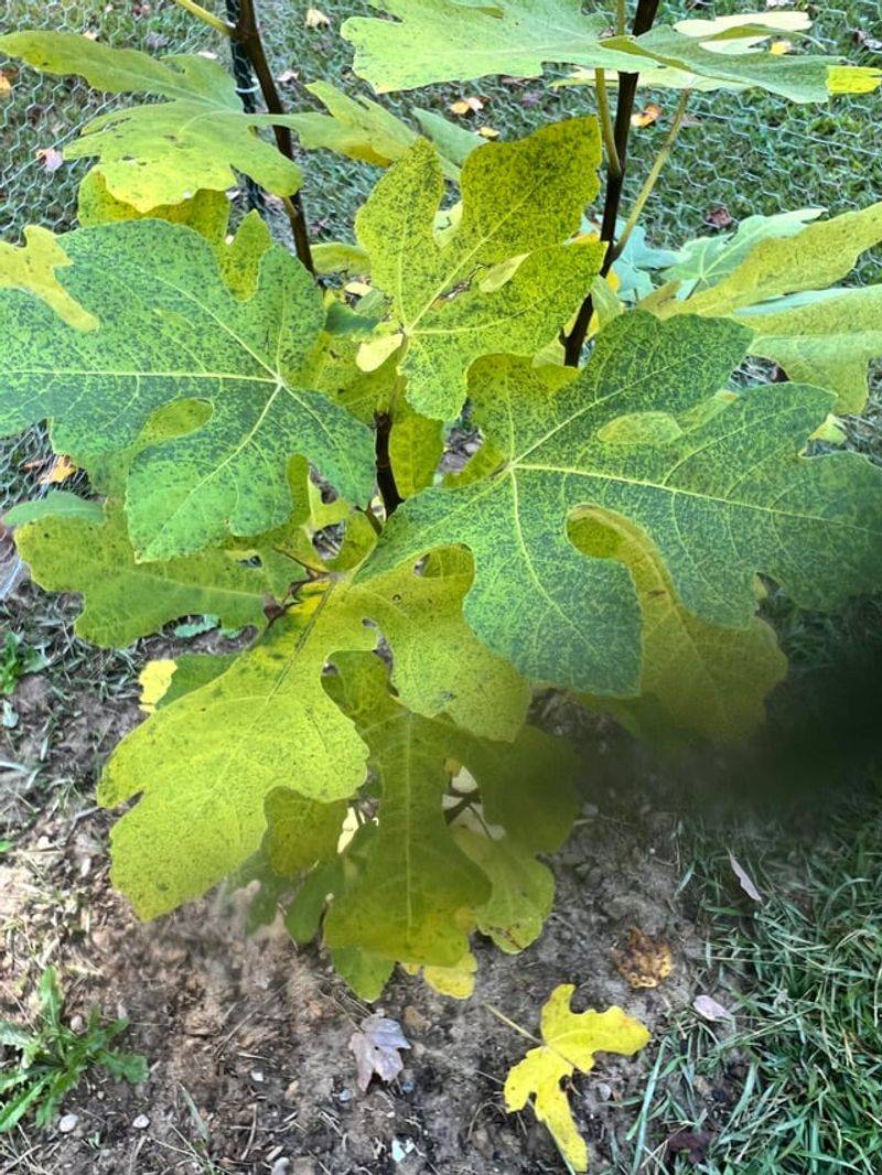 Skip Fall Pruning, Which Invites Cold Damage